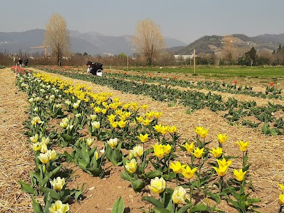 Fior di tulipani, Fiorista a Gorle