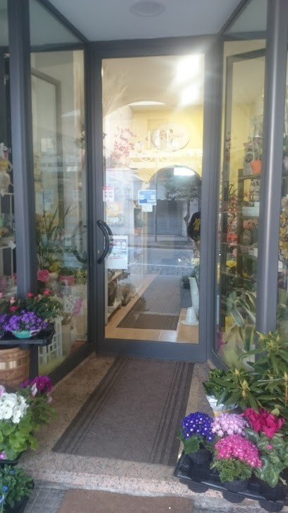 Fiori E Piante Il Girasole Di Leoncelli Gentili Lauretta, Fiorista a San Severino Marche