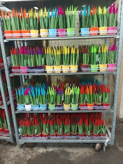 Felicia Piante E Fiori, Fiorista a Pompei