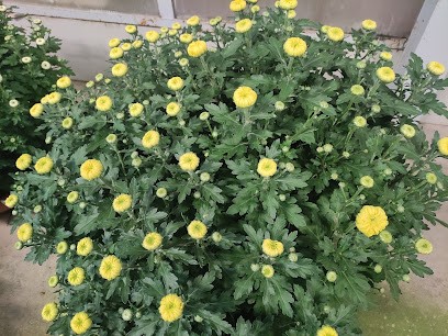 Floricoltura Cavanna, Fiorista a Santo Stefano Lodigiano