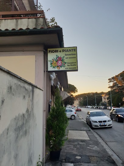 Fioraio Fiorista Fiori E Piante Severino, Fiorista a Prato