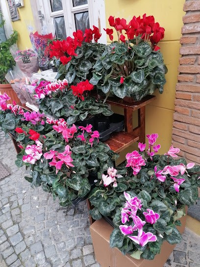 I Fiori di Antonella, Fiorista a Casamicciola Terme