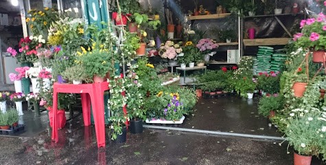 Il Fiori Di Ali Mahmoud Abou Bakr Mahmoud, Fiorista a Roma