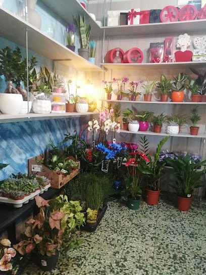 Boutique Del Fiore, Fiorista a Avigliano