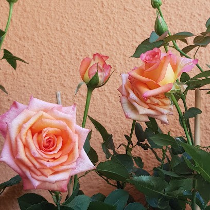 L'orchidea Di Graziano, Fiorista a Porto Cesareo