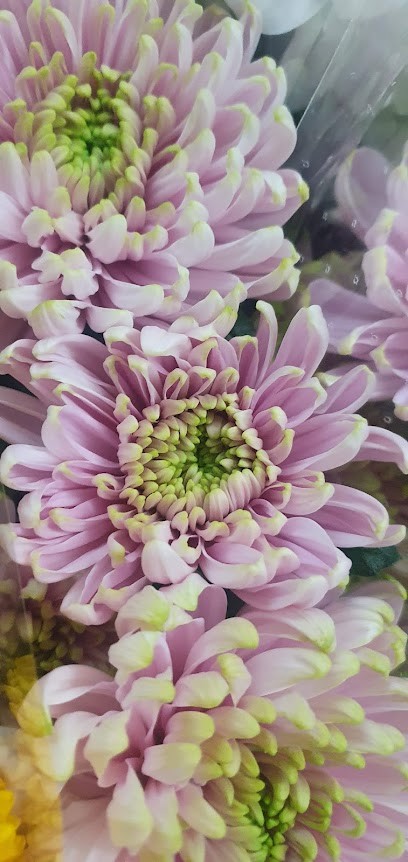 Fratelli Terracciano (S.R.L.), Fiorista a Torre del Greco