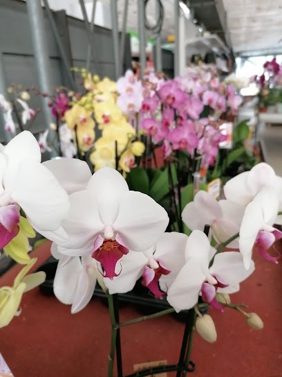 Panebianco Lorenzo, Fiorista a Varedo