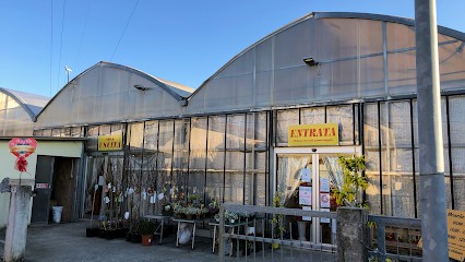 Floricoltura Pivato E Bertazzon S.s.agri., Fiorista a Pieve di Soligo