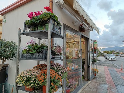 Fiori & Piante - Il Garden, Fiorista a Messina