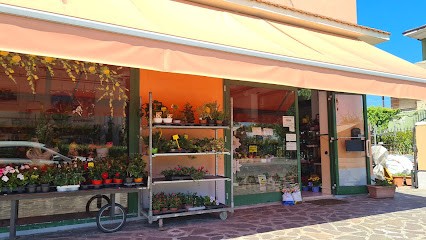 Piante E Fiori Daniela, Fiorista a Finale Emilia