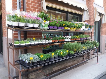 Pollice Verde Di Bauducco Silvio, Fiorista a Vinovo