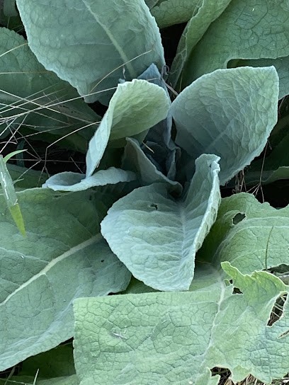 Azienda Agricola Elisabetta Emiliani, Fiorista a Molinella