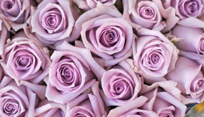 Fiorista Gatto Anna Maria, Fiorista a Montecchio Emilia