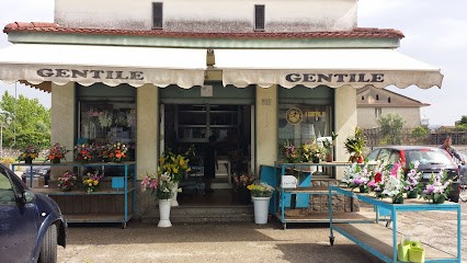 Gentile - Plants And Flowers, Fiorista a Marcianise