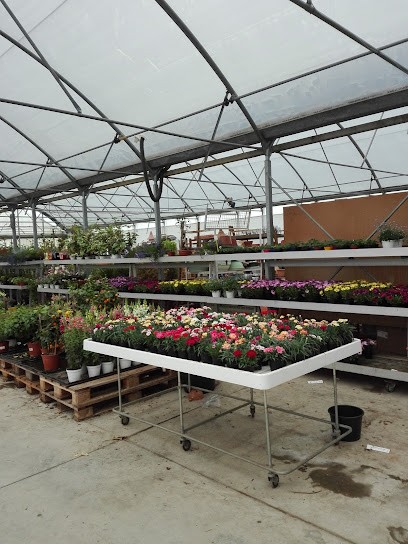 Idea Fiorita Di Giovagnoli Cesare, Fiorista a Casal Cermelli