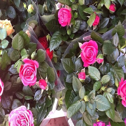 Da Marcella Fiori E Piante, Fiorista a Piombino