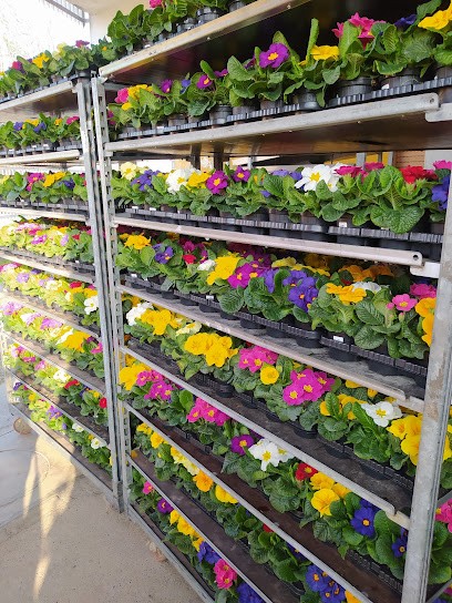 Paletti Nadia Piante E Fiori - Fiorista, Fiorista a Izano