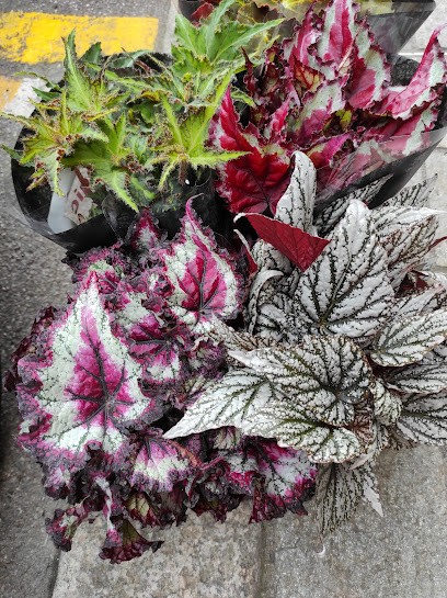 Fiorista Paolo, Fiorista a Savona