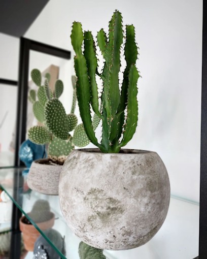 Eden Garden Piante Fiori E Oggettistica, Fiorista a Massafra