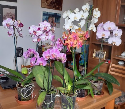 Luana Piante E Fiori, Fiorista a Spoleto