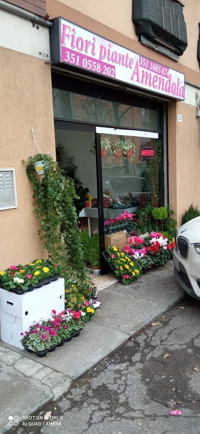 Fiore Piante Amendola, Fiorista a Modena
