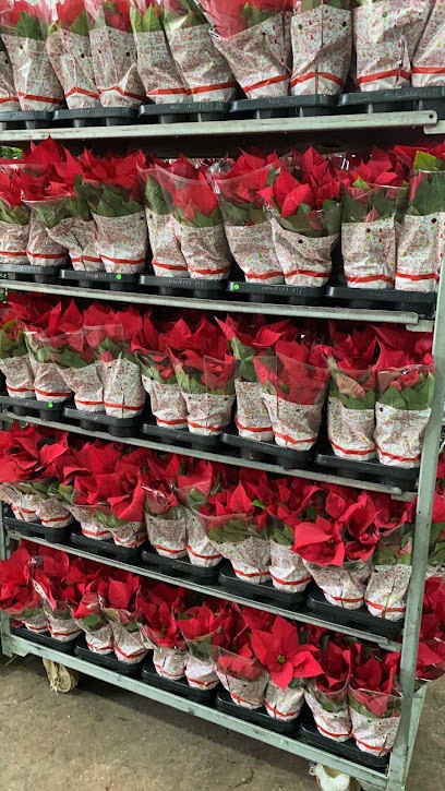 Sweet Flowers, Fiorista a Palermo