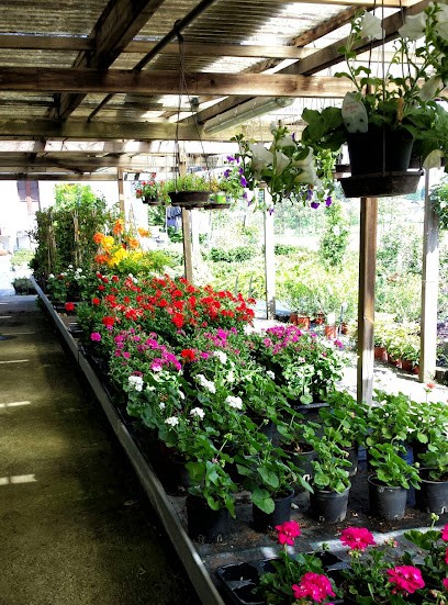 Azienda Agricola Fucci Antonio, Fiorista a Pombia