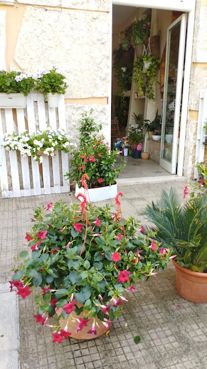 Pisicchio Nicola, Fiorista a Corato