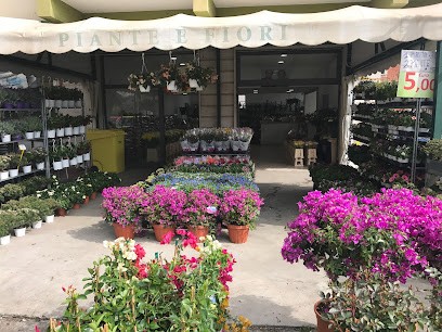 Le Prime Rose, Fiorista a Cassino