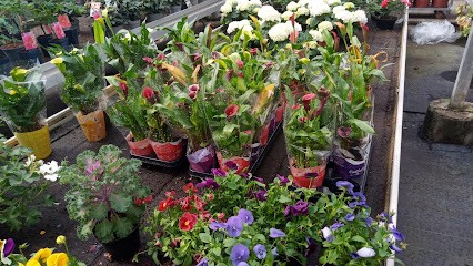 Midi Plant, Fiorista a Decimomannu