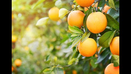 Vivaio Finocchiaro E Figli, Fiorista a Mascali