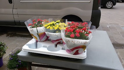 Conte Luigi, Fiorista a Chioggia