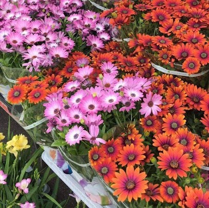 Puglisi, Fiorista a Giarre