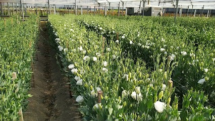 SABATO'S FLOWERS, Fiorista a Castellammare di Stabia