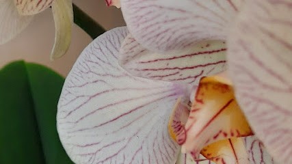 FIORI & DOLCI - DOLCEFIORE, Fiorista a Nole