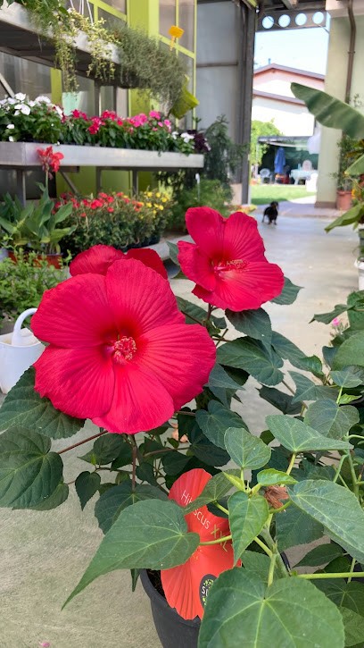 Paolo & Linda Garden, Fiorista a Mirano