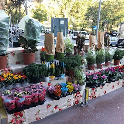 Pianta & Fiori Amal, Fiorista a Roma