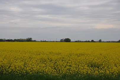 Floricoltura Caroli Di Caroli Maria, Fiorista a Russi