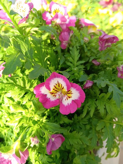 Azienda Ortoflorovivaistica Rossitto Ivana, Fiorista a Roveredo in Piano