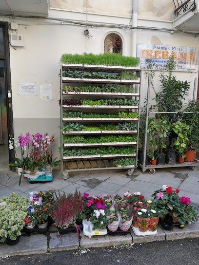 Ikebana Di Rosanna E Mimmo Misura, Fiorista a Montelepre