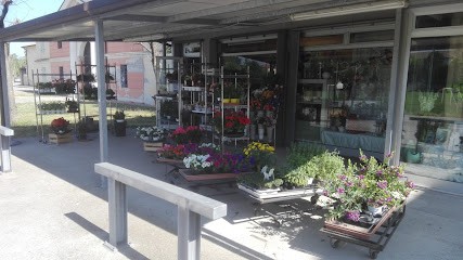 Fioreria Orchidea Di Mazzetto Patrizia, Fiorista a Badia Polesine