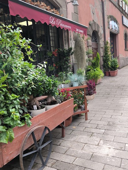 LA PRIMAVERA FIORI E PIANTE, Fiorista a Viterbo