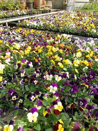 Vivaio desimat, Fiorista a Vico Equense