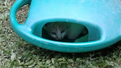 Berloso Ofes, Fiorista a Pianiga