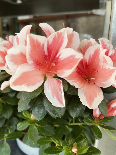 Negozio Di Piante E Fiori Imoletti Felice, Fiorista a Salerno