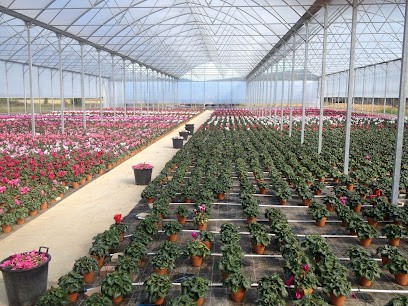 Sacchetti Floricoltura, Fiorista a Arezzo