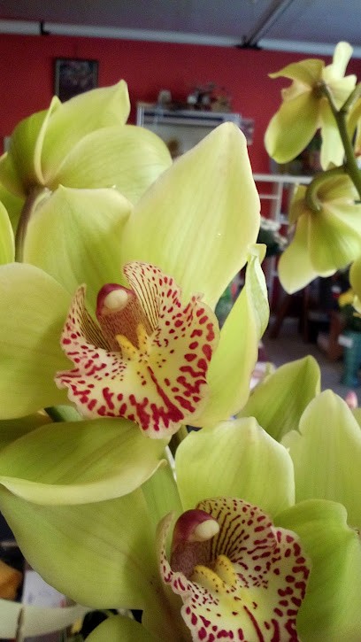 Fioridea Di Vona Giuseppina Maria, Fiorista a Cuorgnè