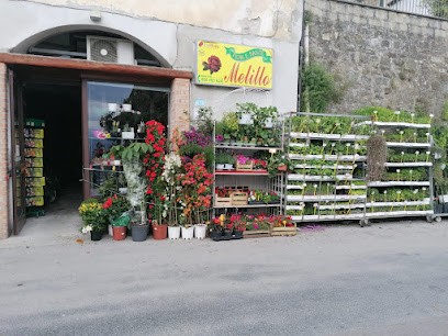 Fiori e Piante Melillo, Fiorista a Aquara