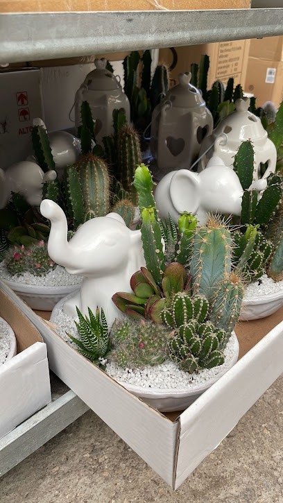 Chiosco Fiori E Piante, Fiorista a Roma