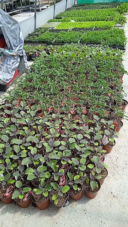 Ortofloricoltura Il Girasole Di Ciancagli Mirko, Fiorista a Foiano della Chiana